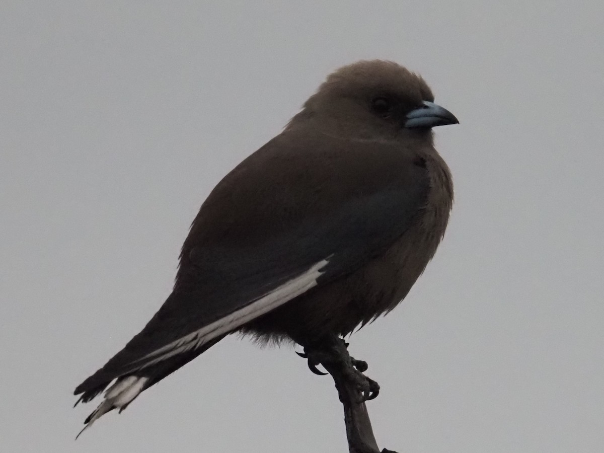 Dusky Woodswallow - ML642152036