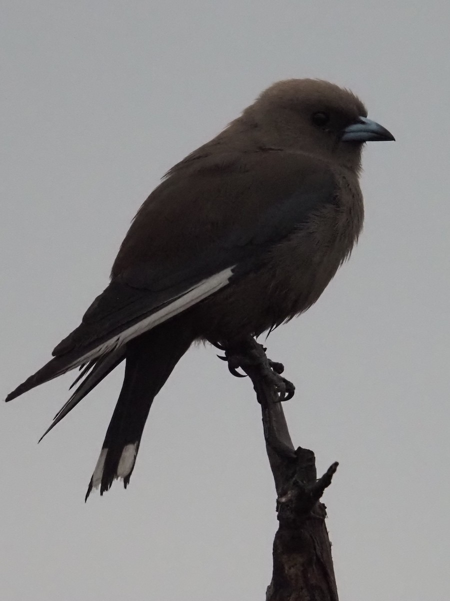 Dusky Woodswallow - ML642152037