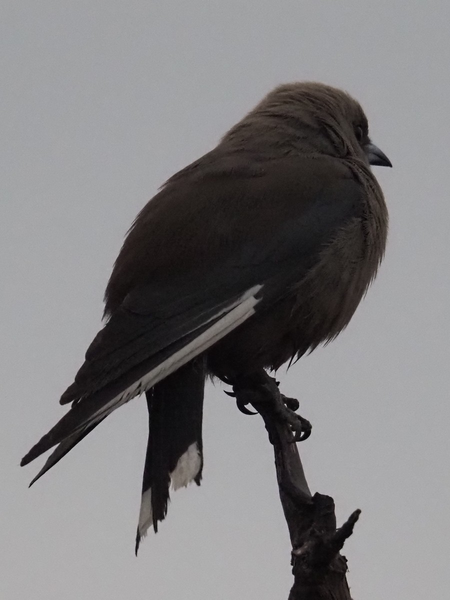 Dusky Woodswallow - ML642152038