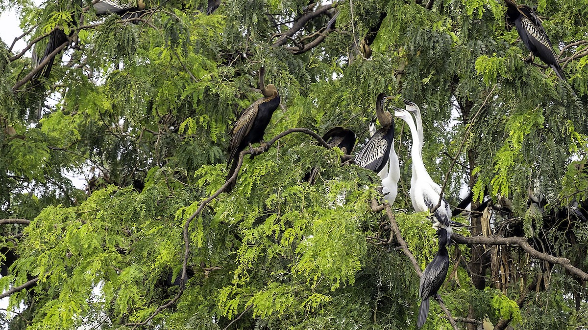 Anhinga asiarra - ML642152039