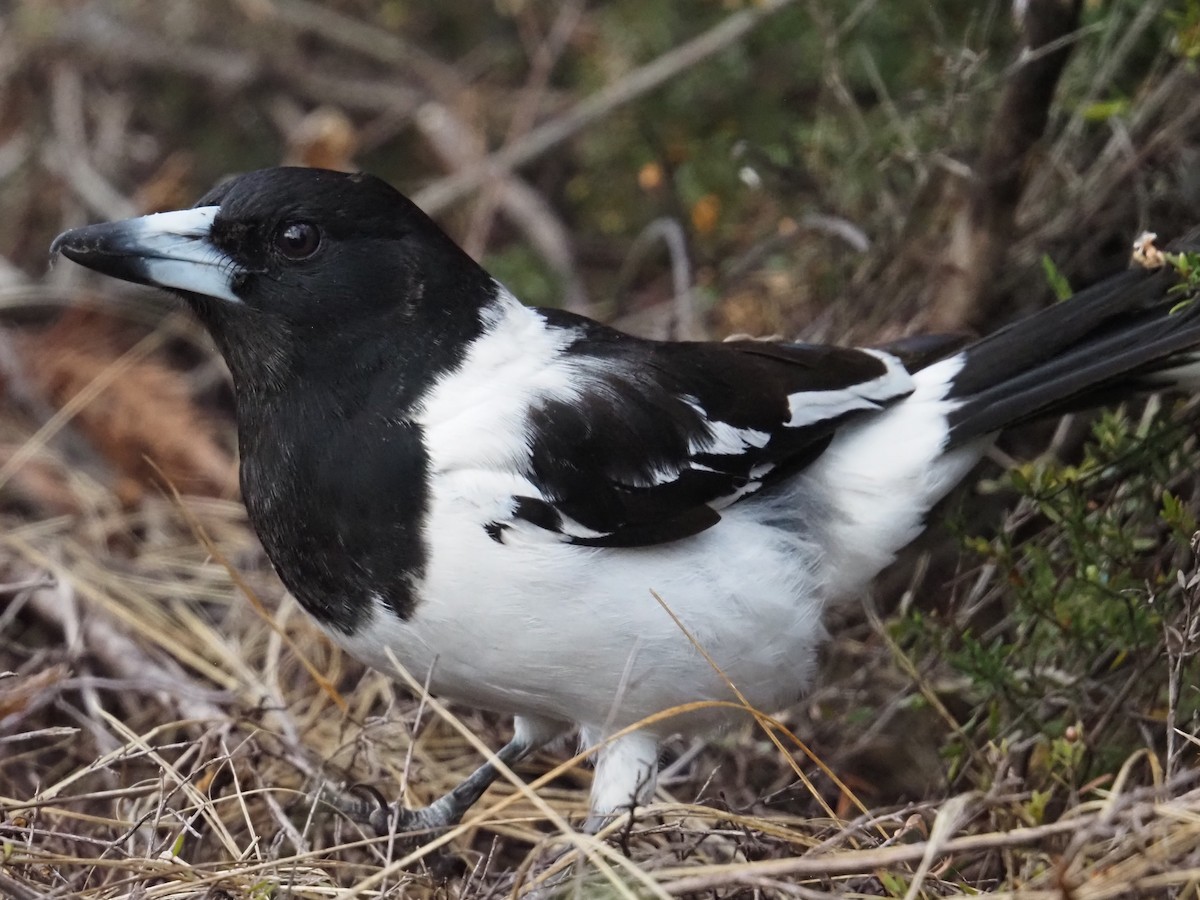 Pied Butcherbird - ML642152041