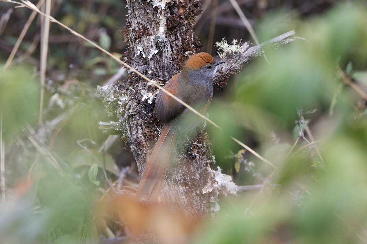 Mantaro Spinetail (undescribed form) - ML642152043