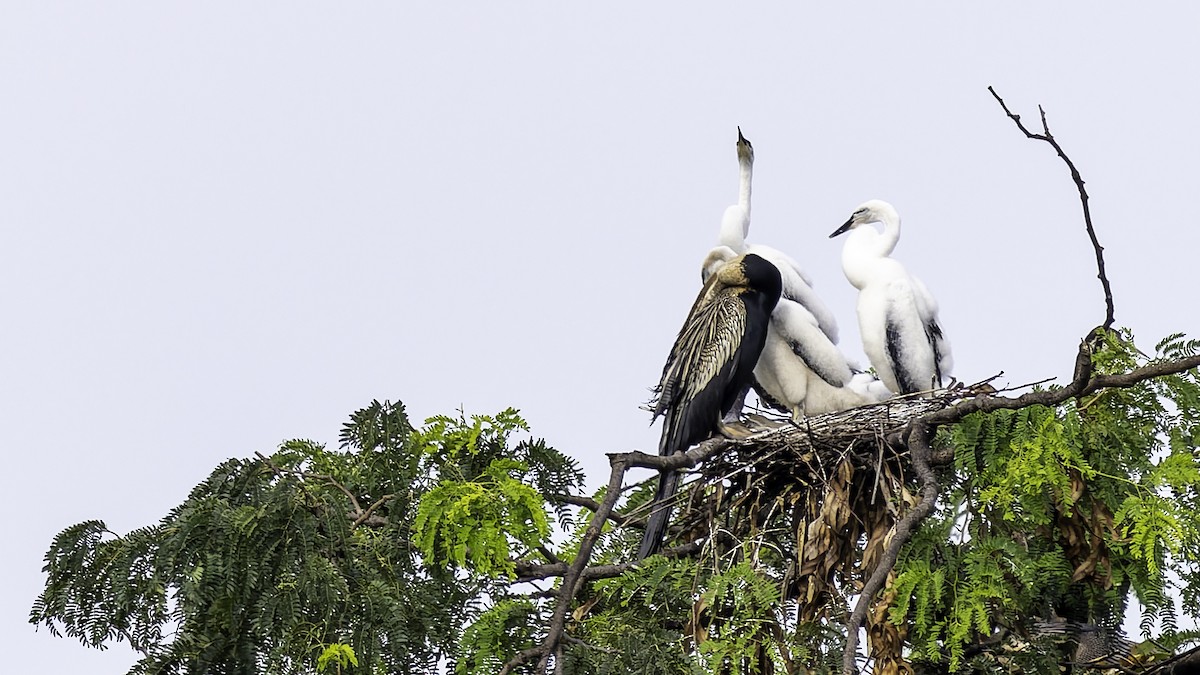 Anhinga asiarra - ML642152044