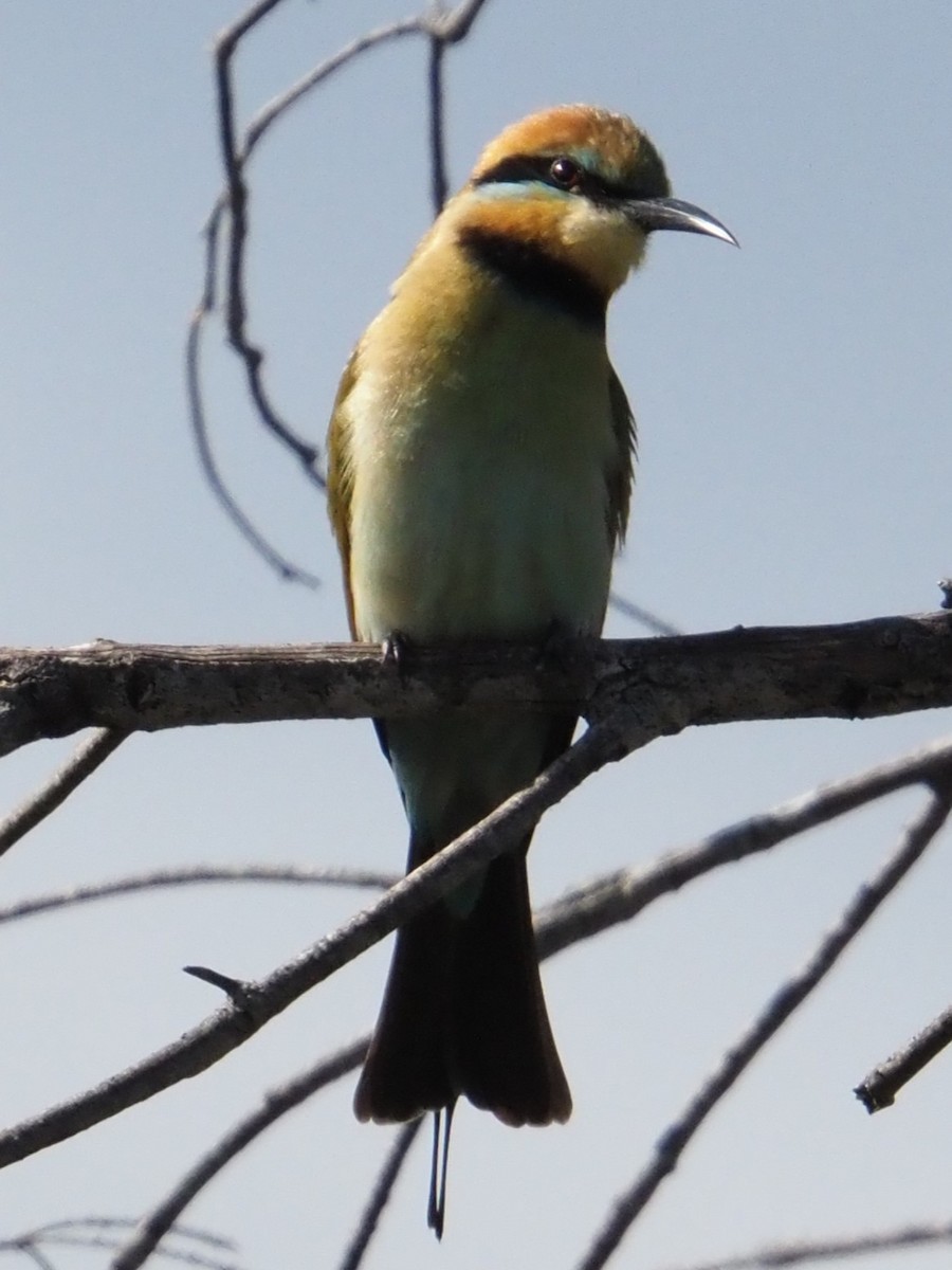 Rainbow Bee-eater - ML642152047