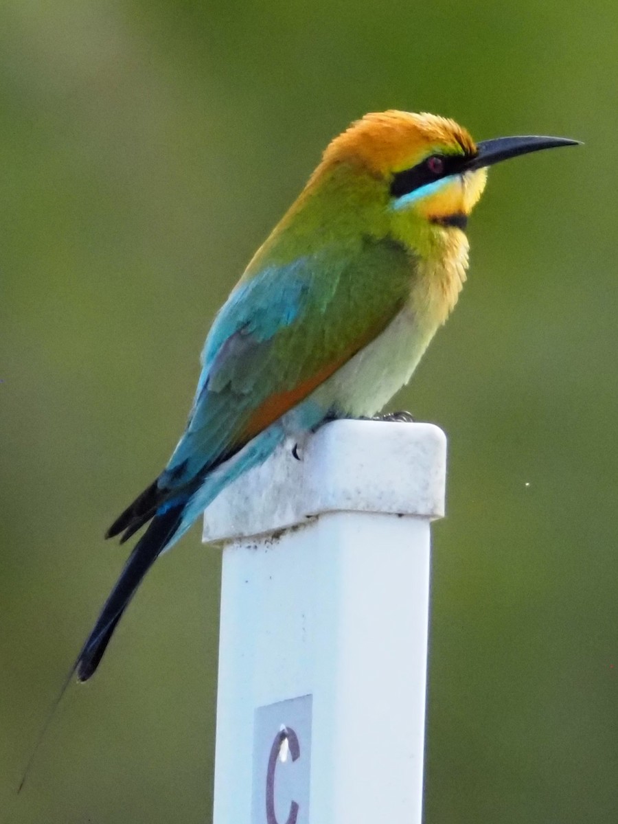 Rainbow Bee-eater - ML642152048