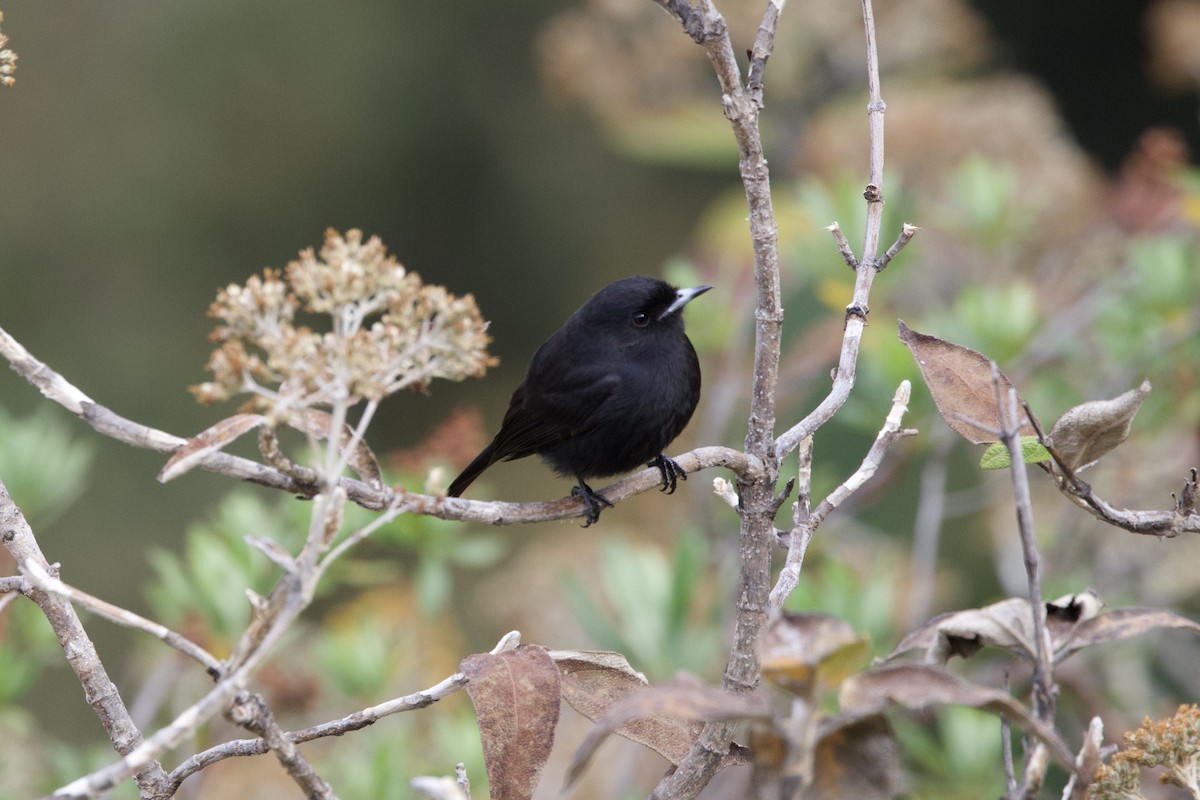 White-winged Black-Tyrant - ML642152053