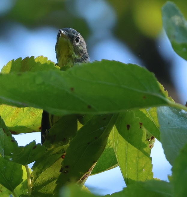 Magnolia Warbler - ML642152055