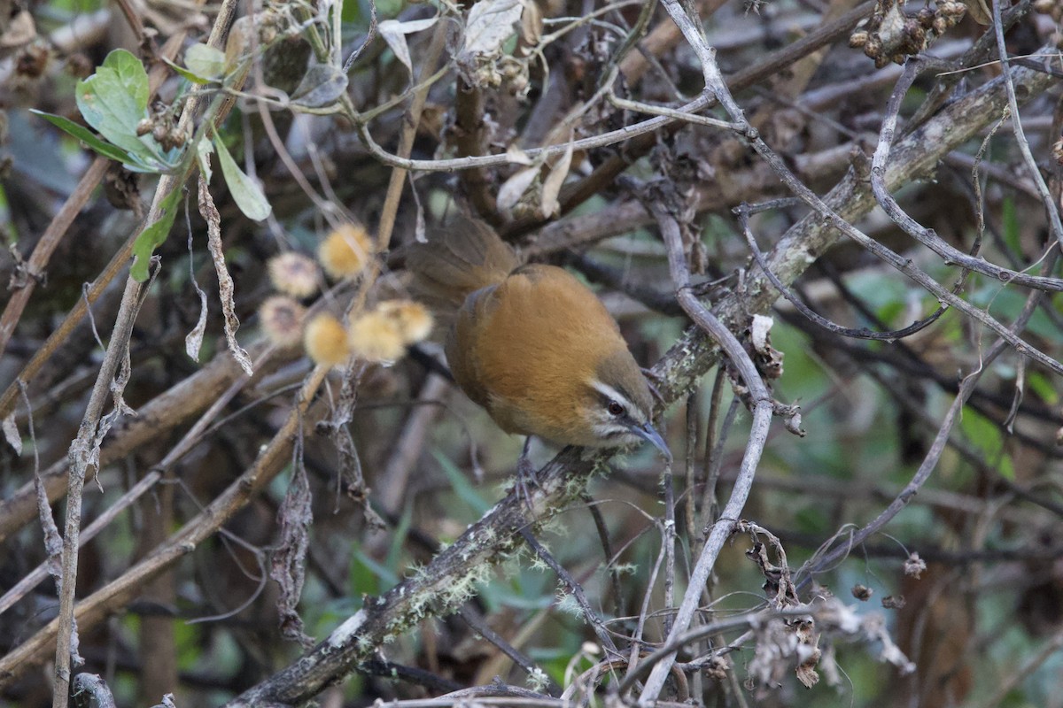 Mantaro Wren (undescribed form) - ML642152057