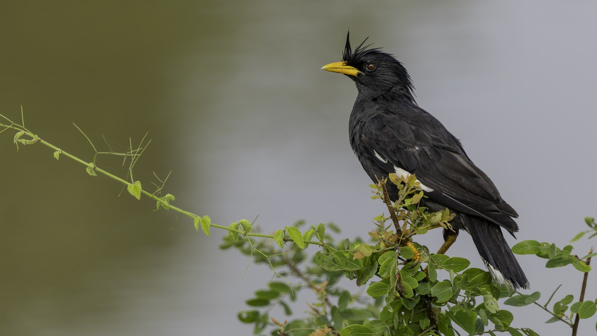 Great Myna - ML642152058