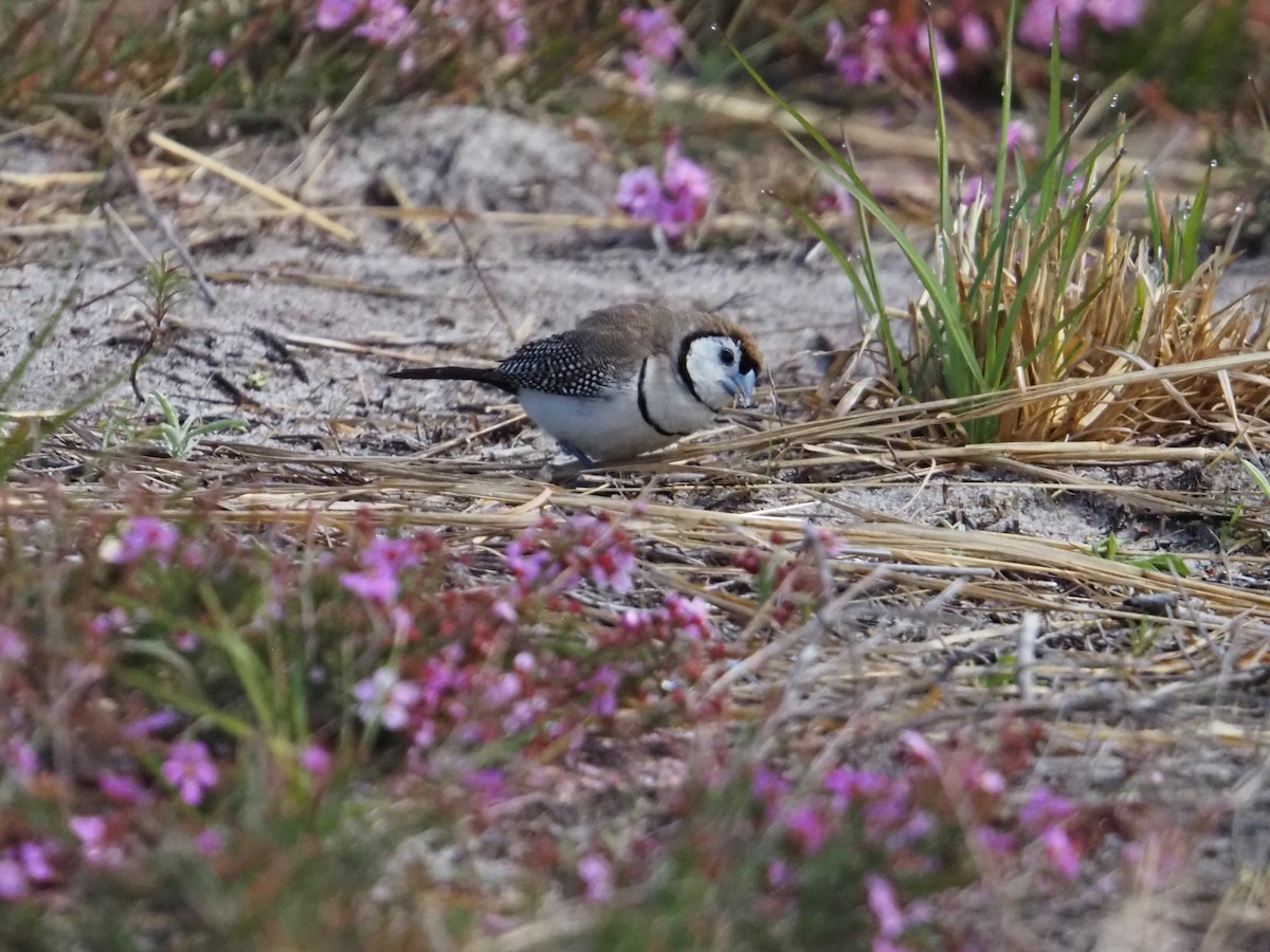 Double-barred Finch - ML642152059