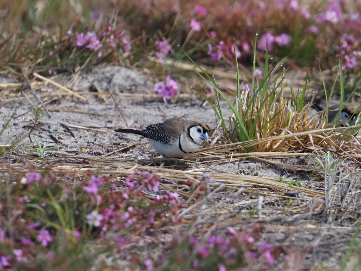 Double-barred Finch - ML642152060
