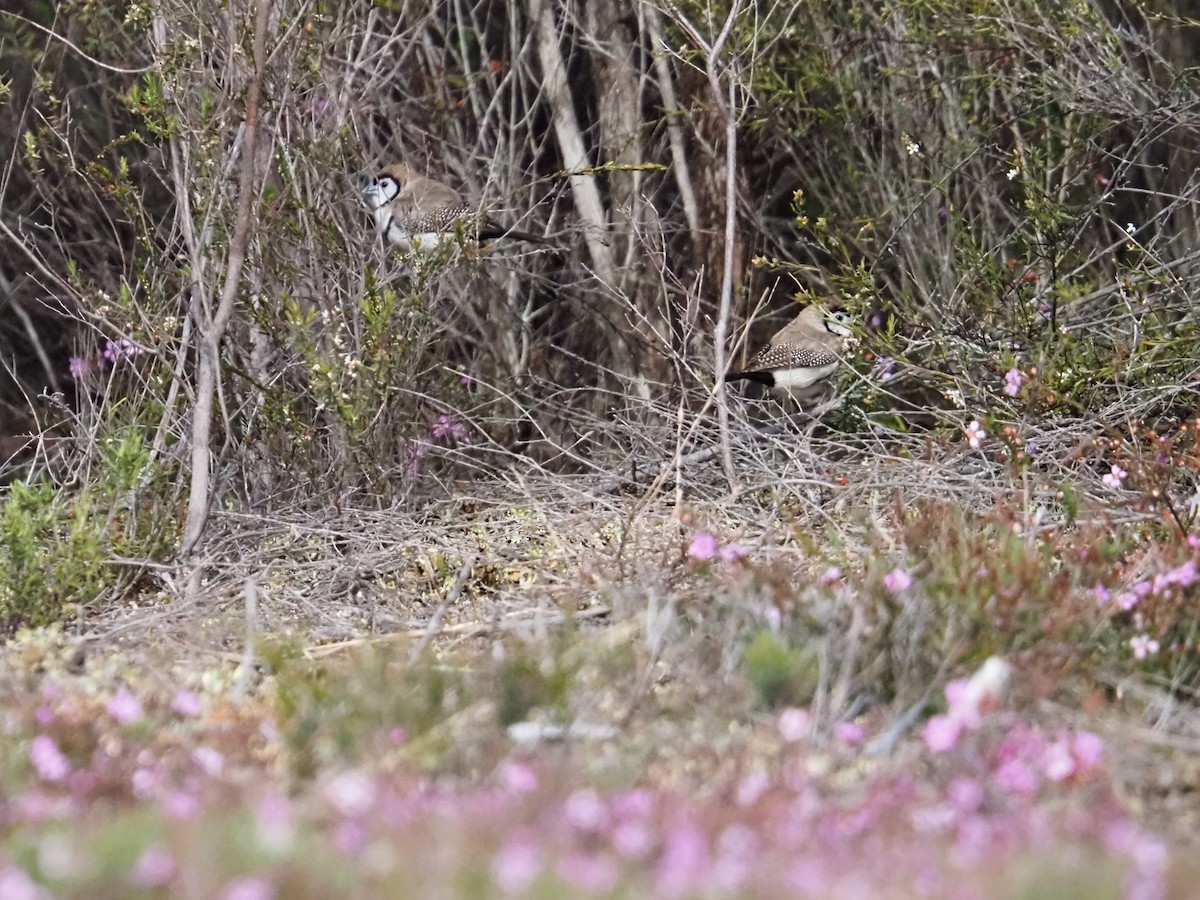 Double-barred Finch - ML642152061