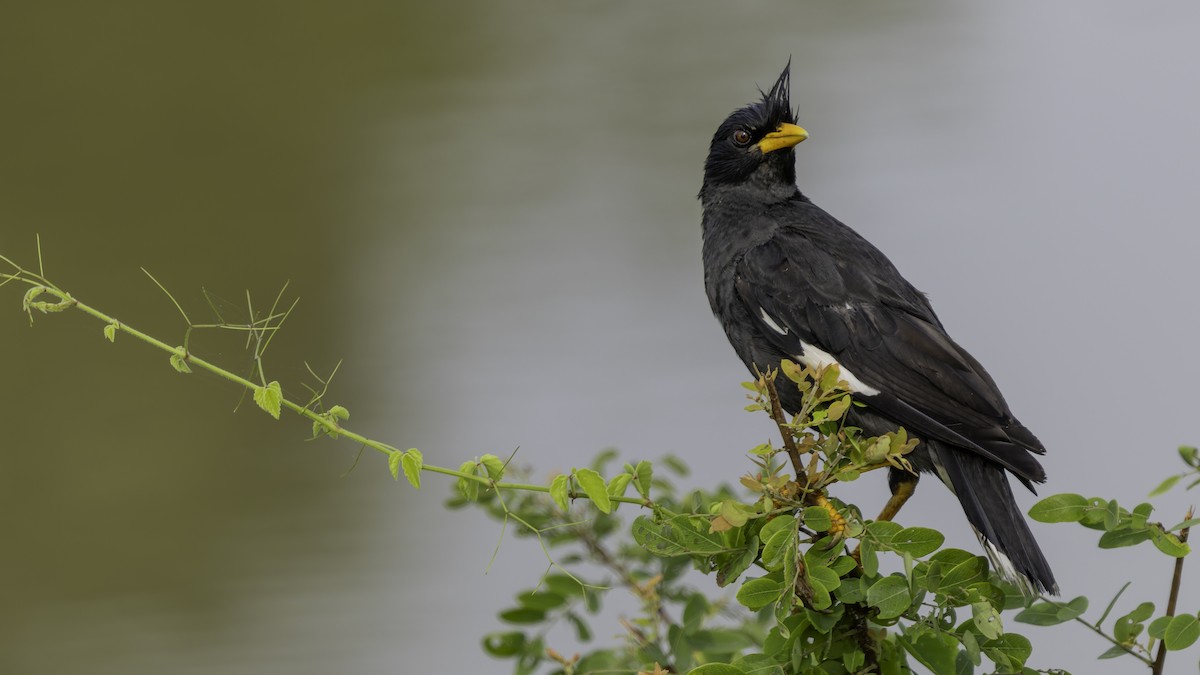 Great Myna - ML642152063