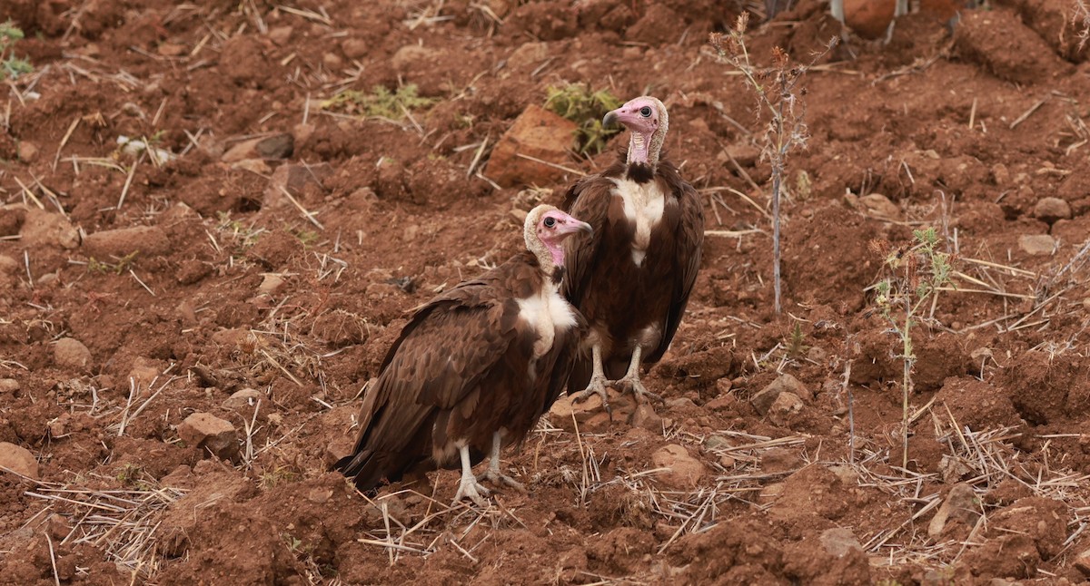 Hooded Vulture - ML642152065