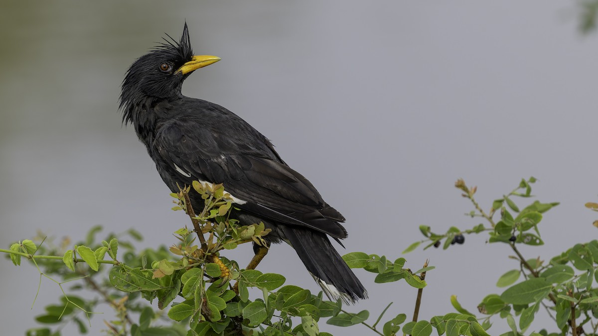 Great Myna - ML642152066