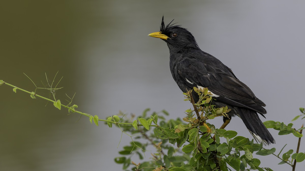 Great Myna - ML642152071
