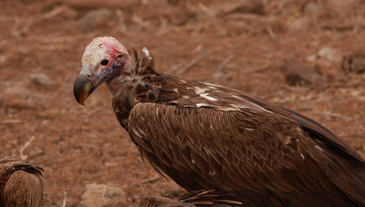 Lappet-faced Vulture - ML642152075