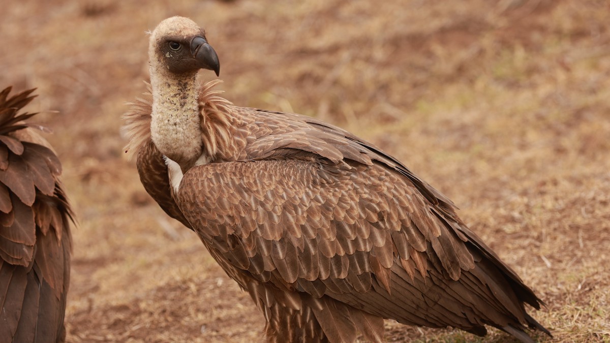 White-backed Vulture - ML642152078