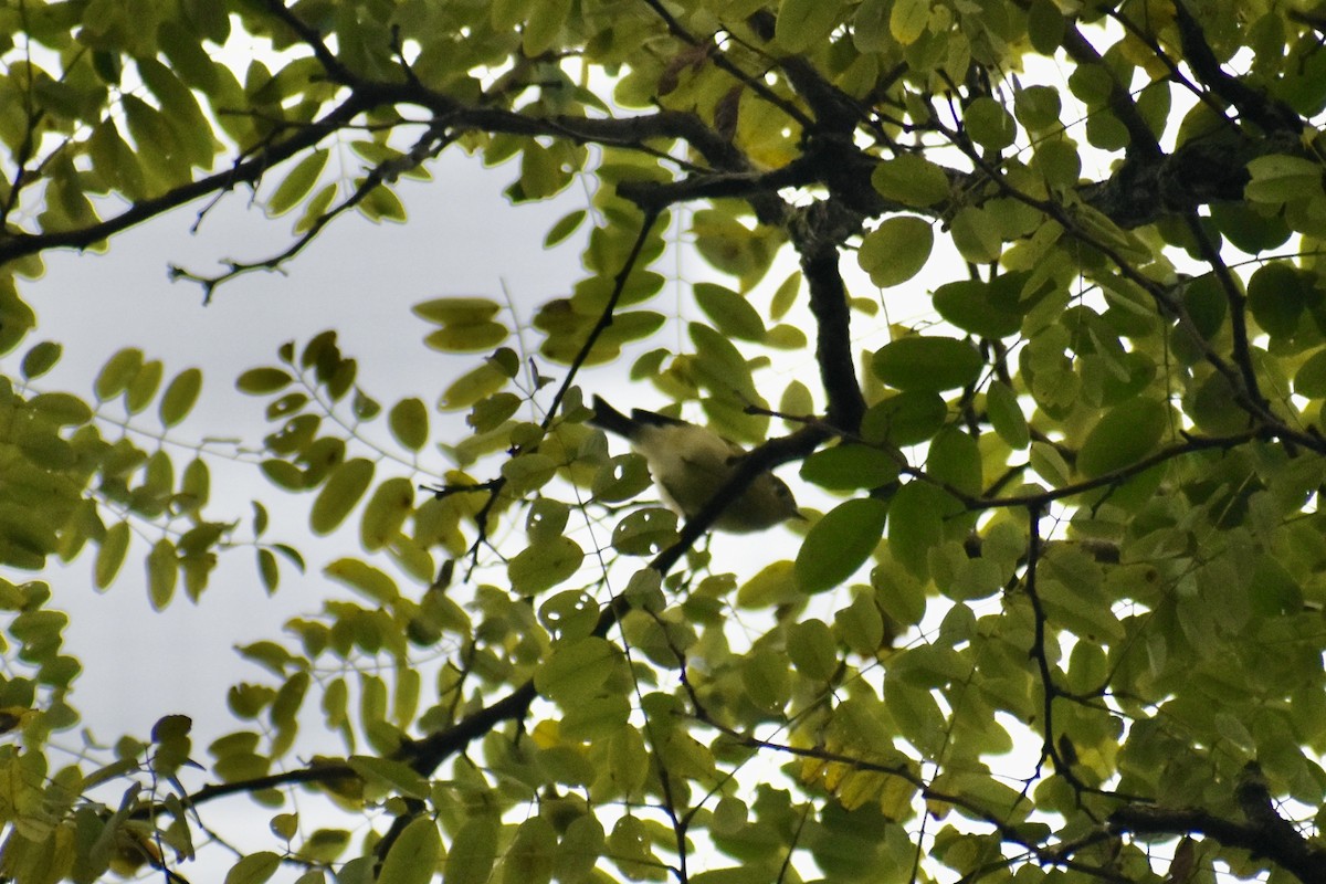 Rubingoldhähnchen - ML642152096