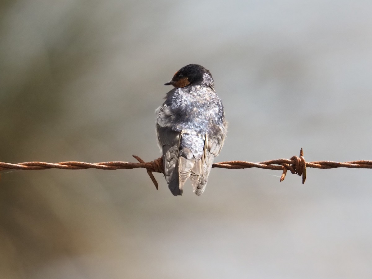 Welcome Swallow - ML642152105