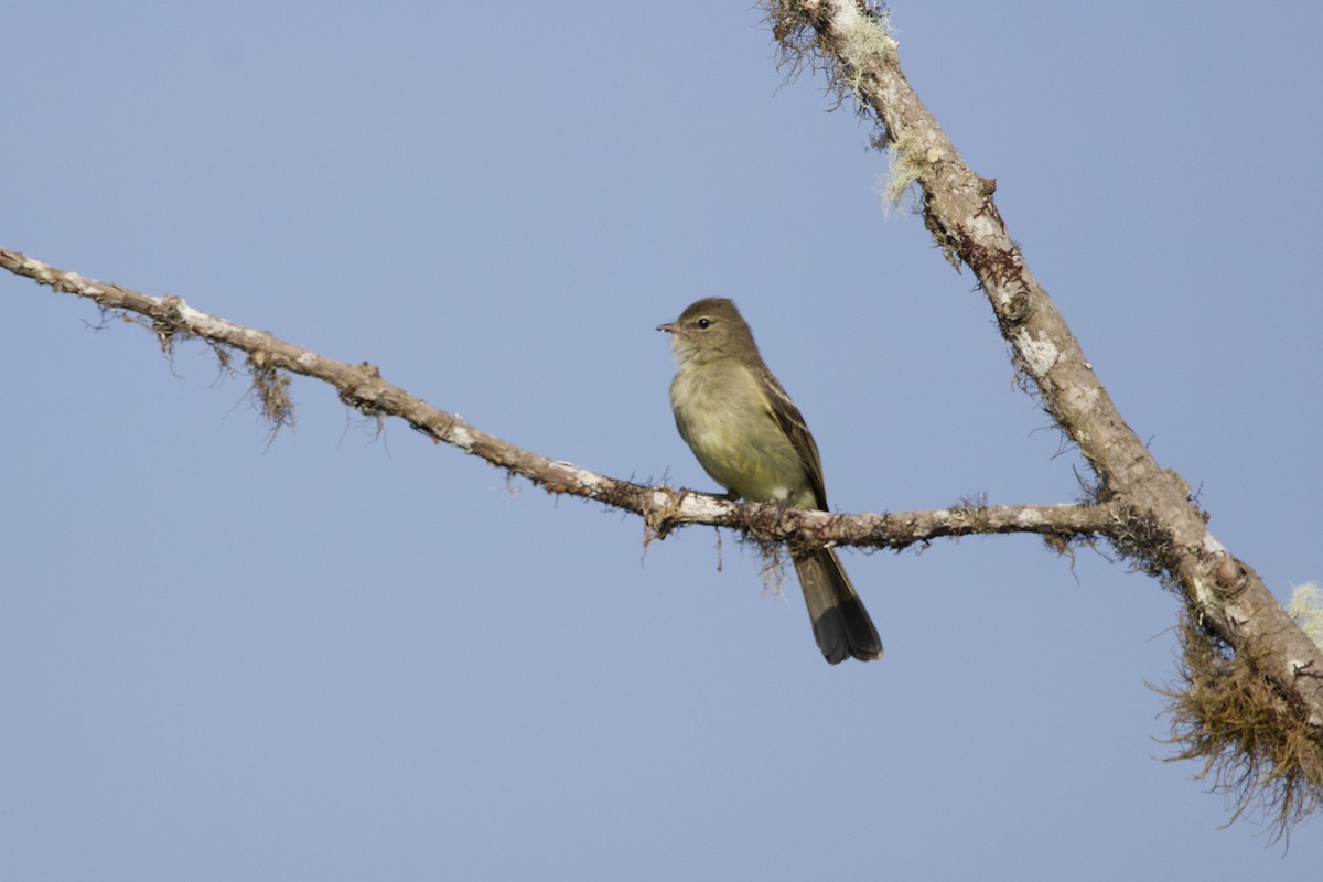 Highland Elaenia - ML642152108