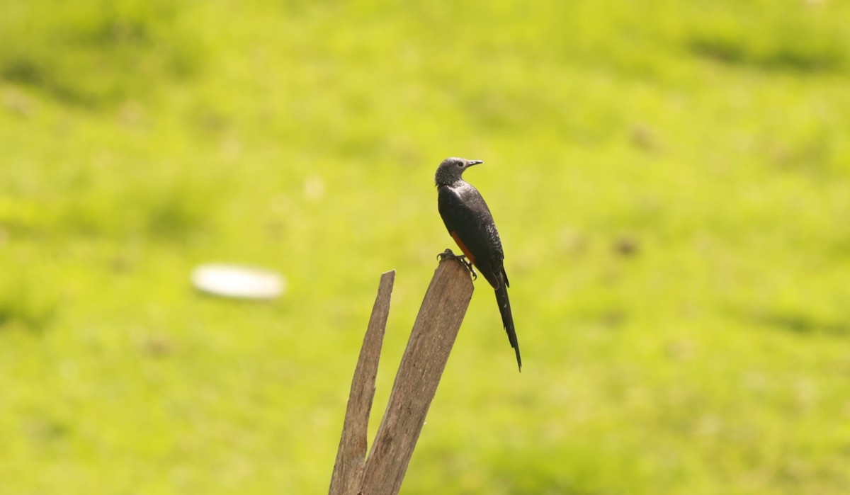 Slender-billed Starling - ML642152109