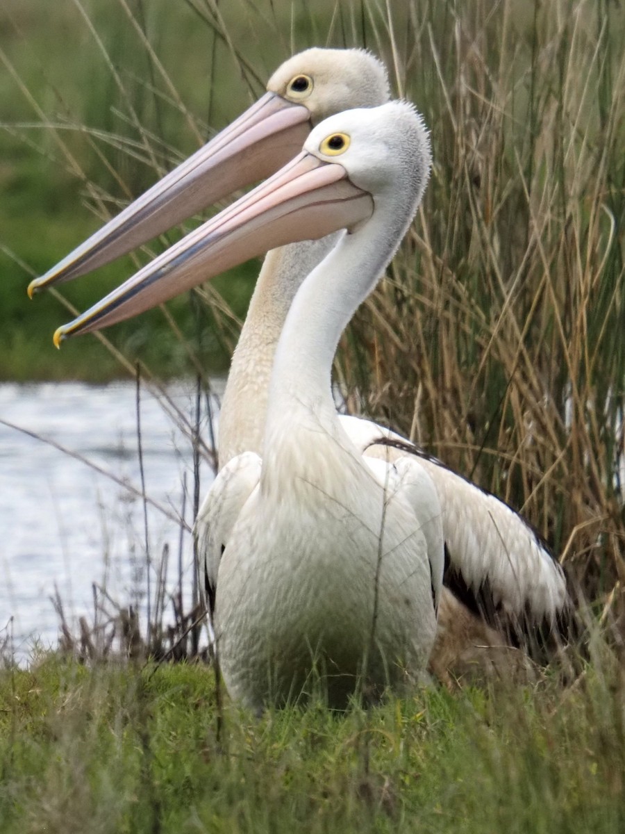 pelikán australský - ML642152117