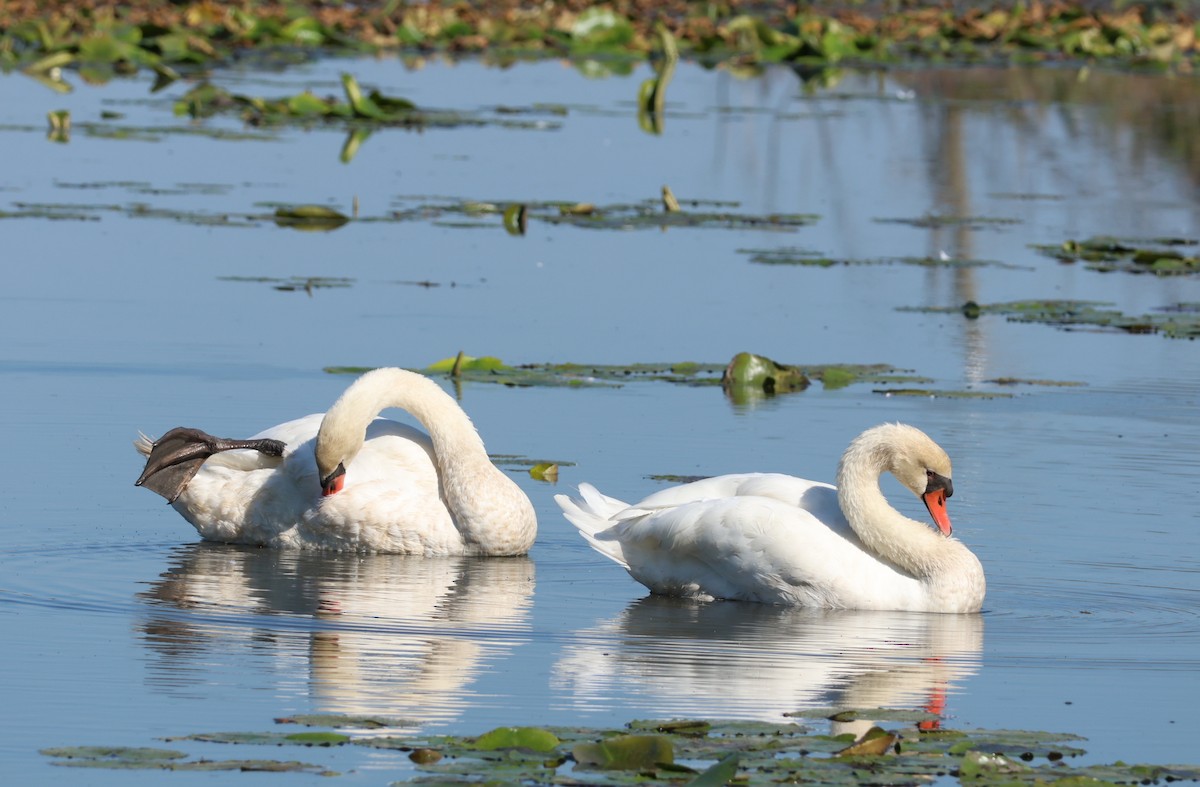 Mute Swan - ML642152124