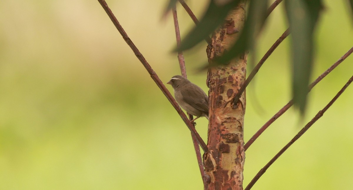 Brown-rumped Seedeater - ML642152129