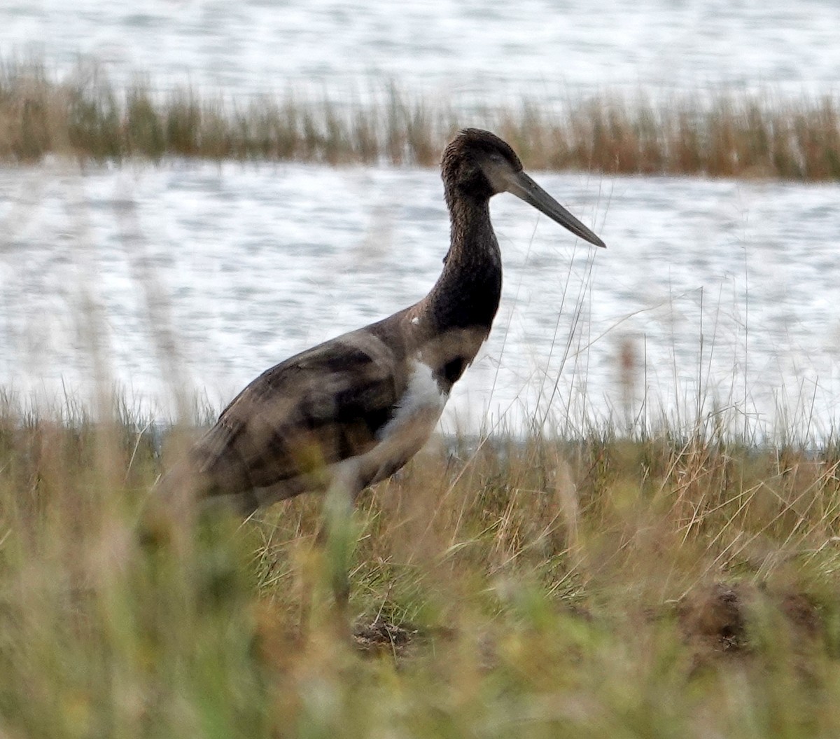 Black Stork - ML642152130