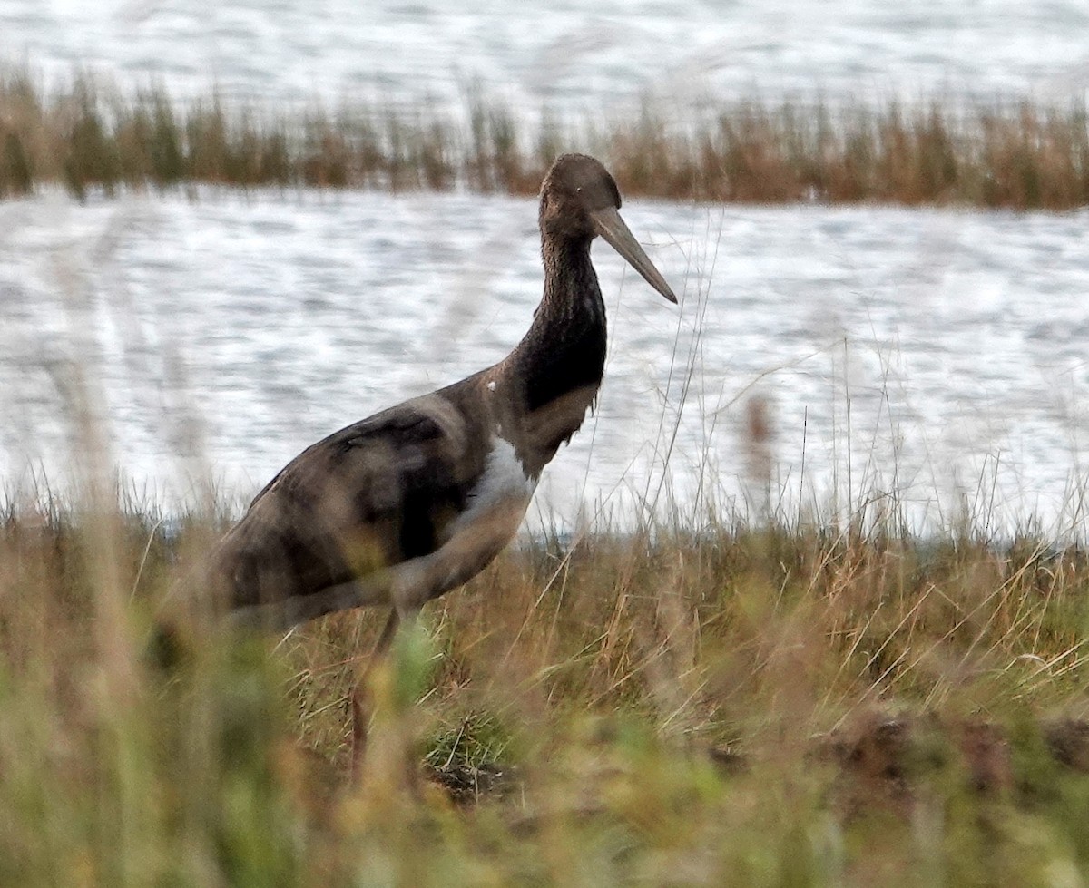 Black Stork - ML642152131