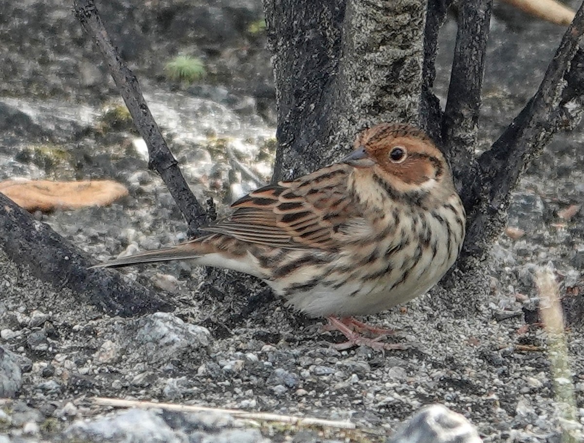 Berdantza txikia - ML642152151