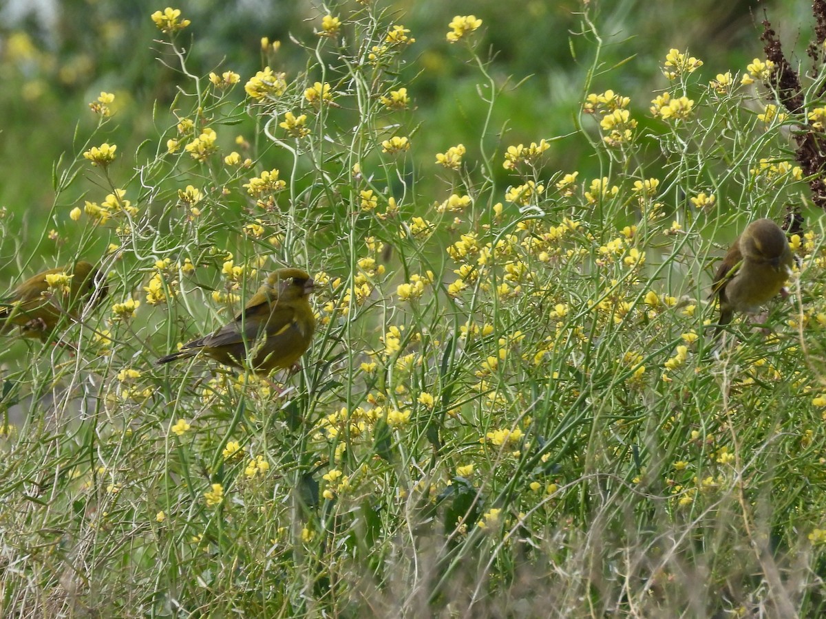 European Greenfinch - ML642152173