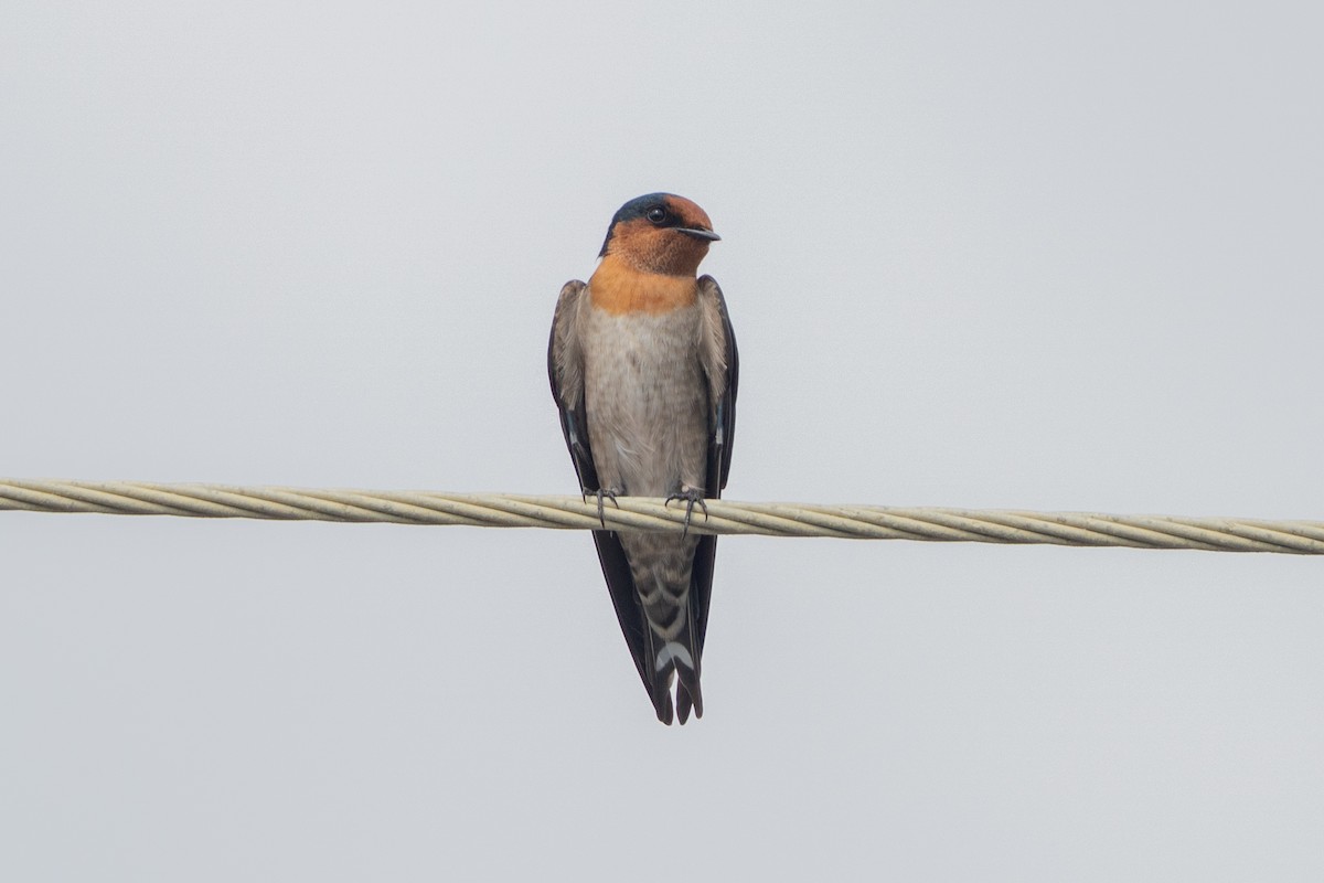 Pacific Swallow - ML642152178