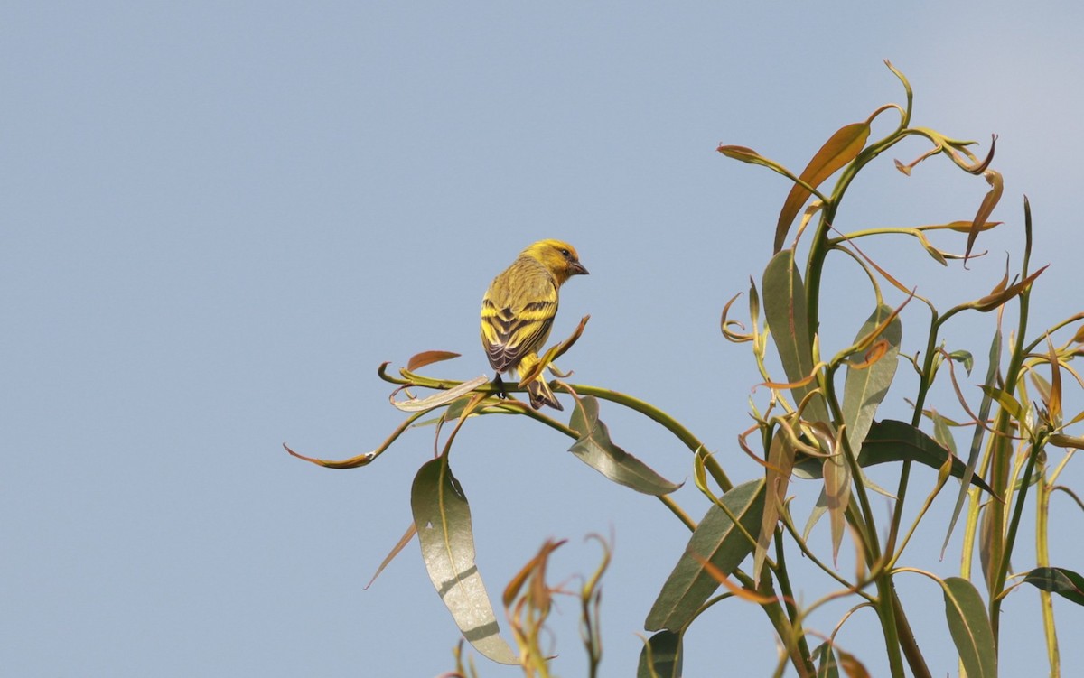 Yellow-crowned Canary - ML642152186