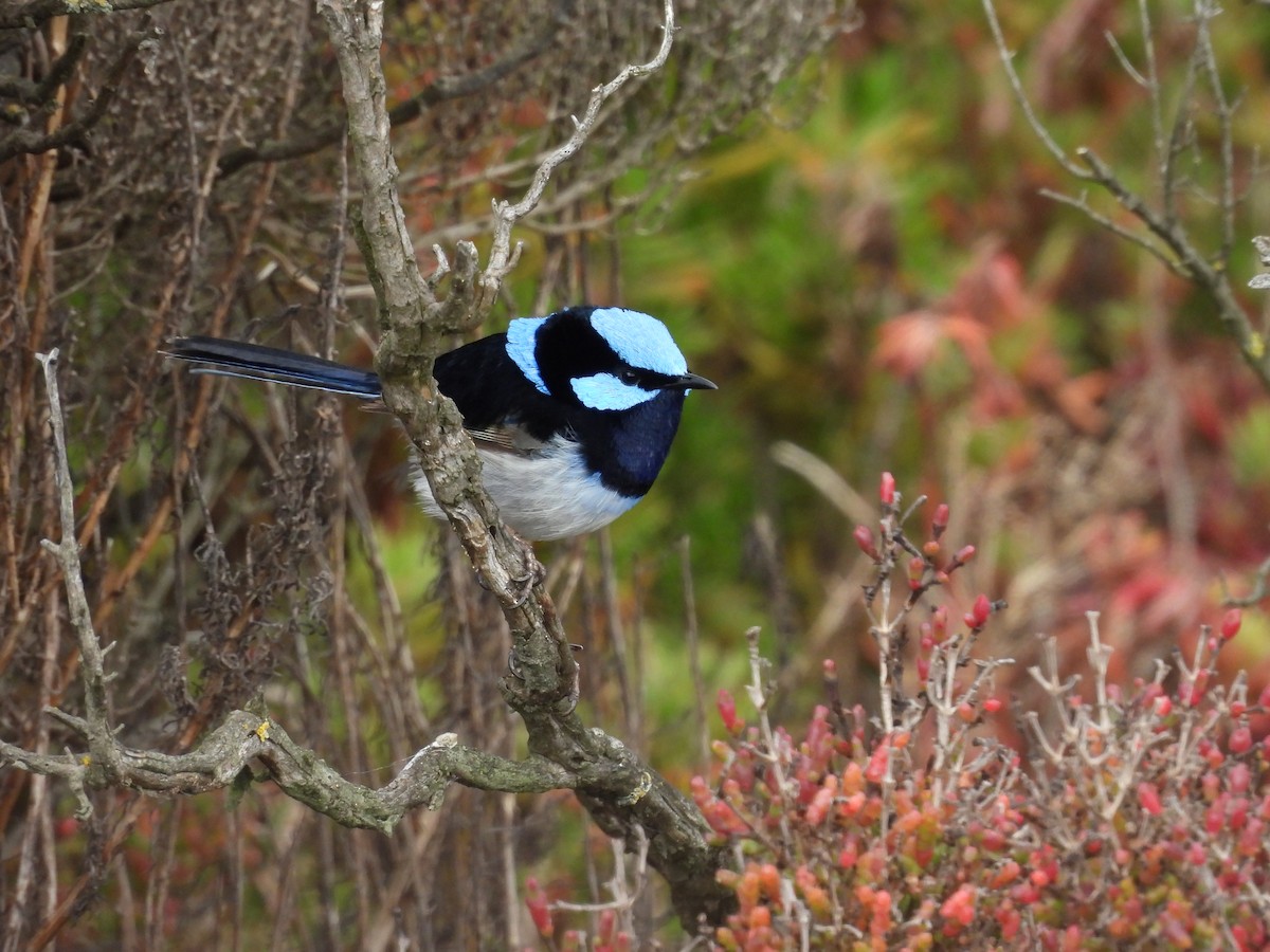 Superb Fairywren - ML642152190