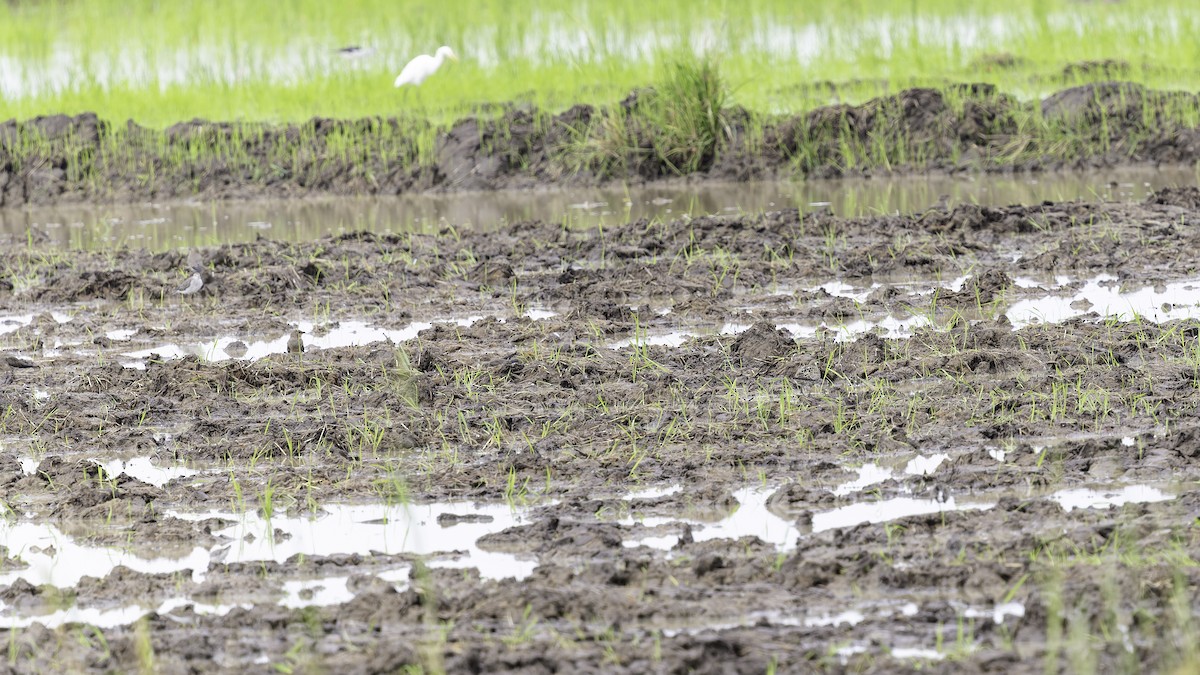 Oriental Pratincole - ML642152196