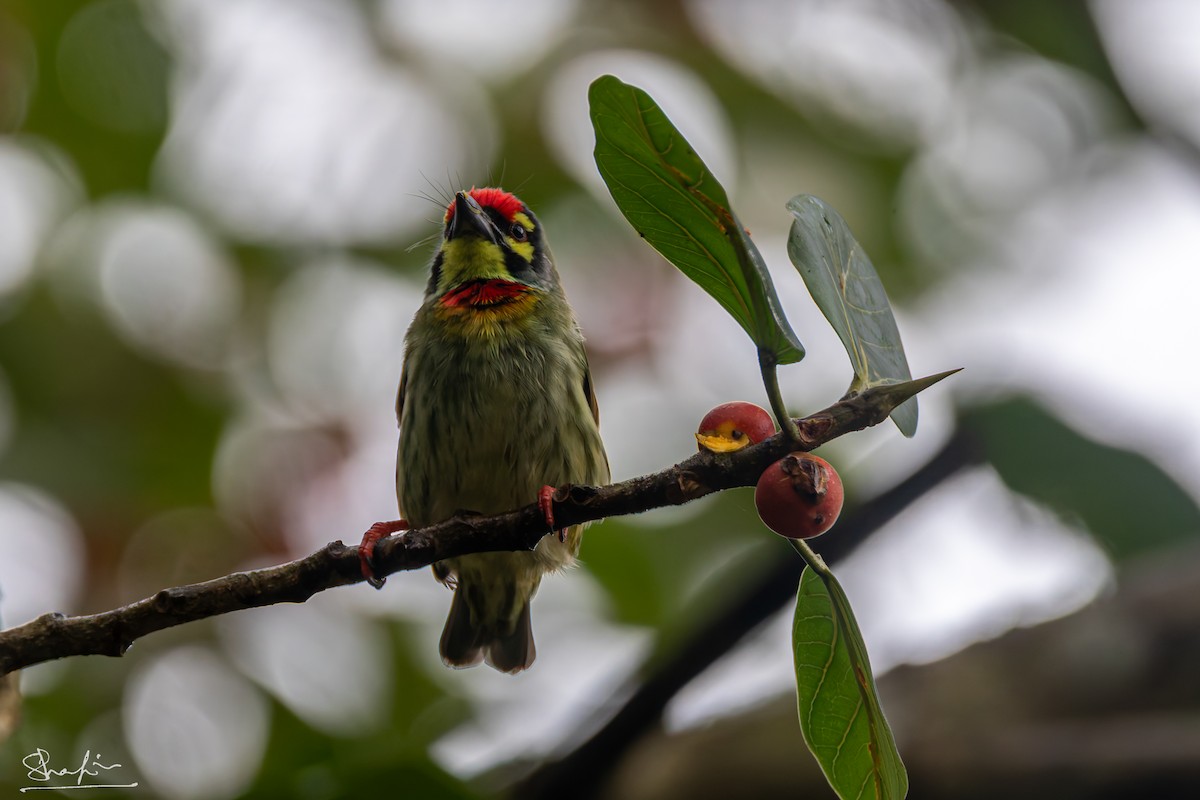 Coppersmith Barbet - ML642152211
