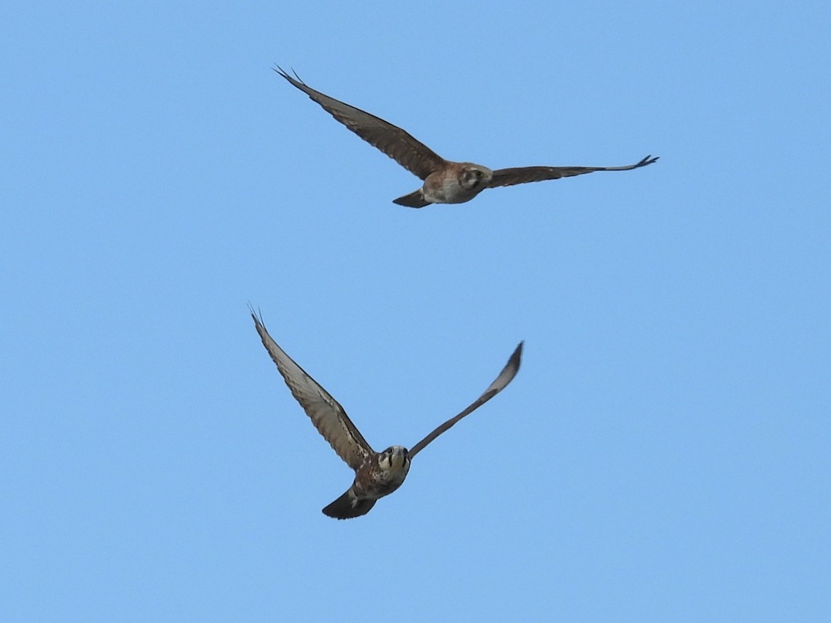 Brown Falcon - ML642152215