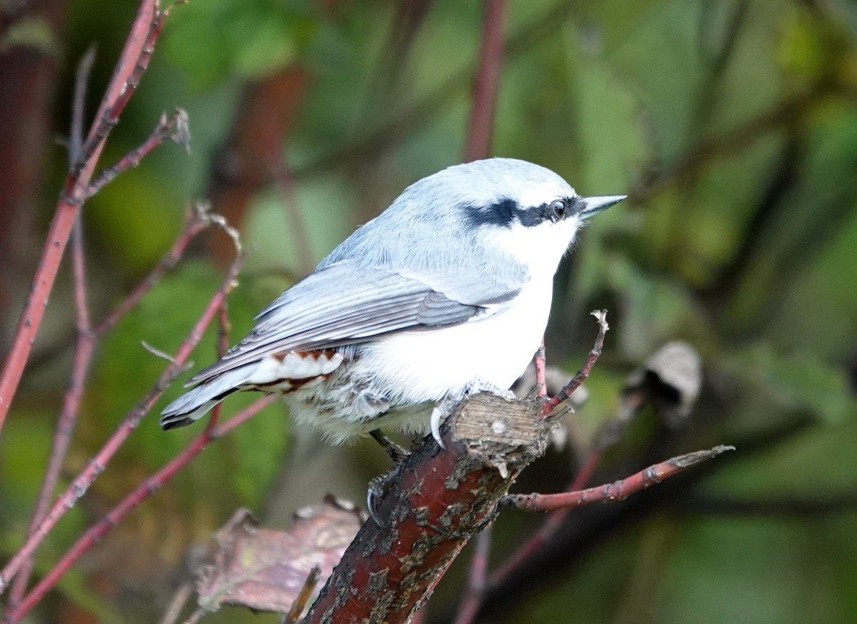 Garrapo eurasiarra [asiatica Taldekoa] - ML642152222