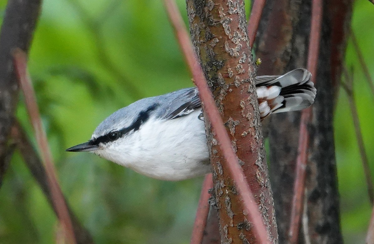 Garrapo eurasiarra [asiatica Taldekoa] - ML642152223