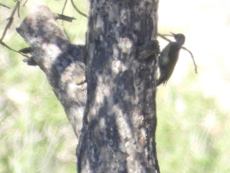 Eurasian Green Woodpecker - ML642152225