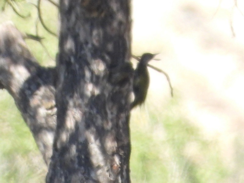 Eurasian Green Woodpecker - ML642152226