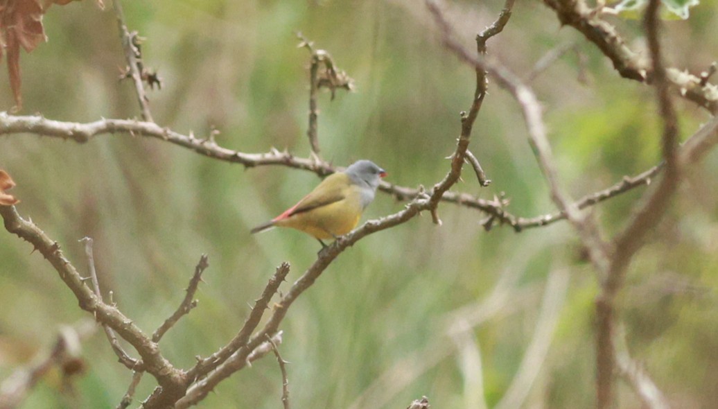 Yellow-bellied Waxbill - ML642152227