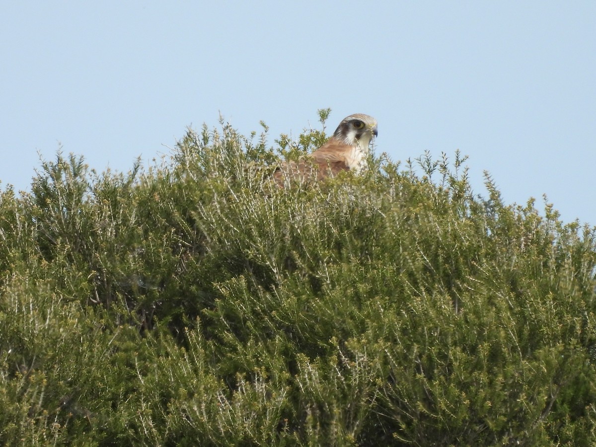 Brown Falcon - ML642152230