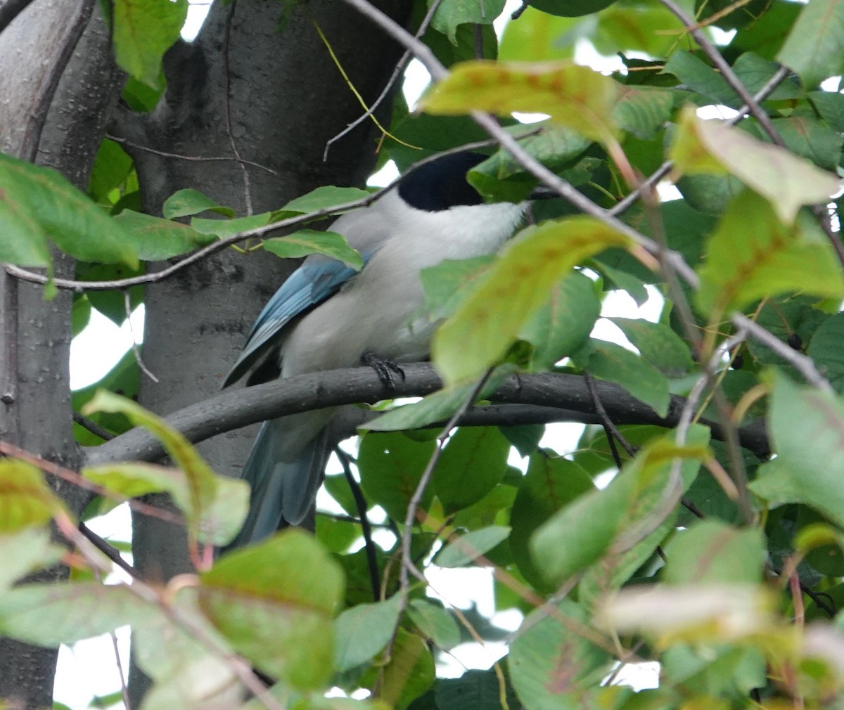 Azure-winged Magpie - ML642152231