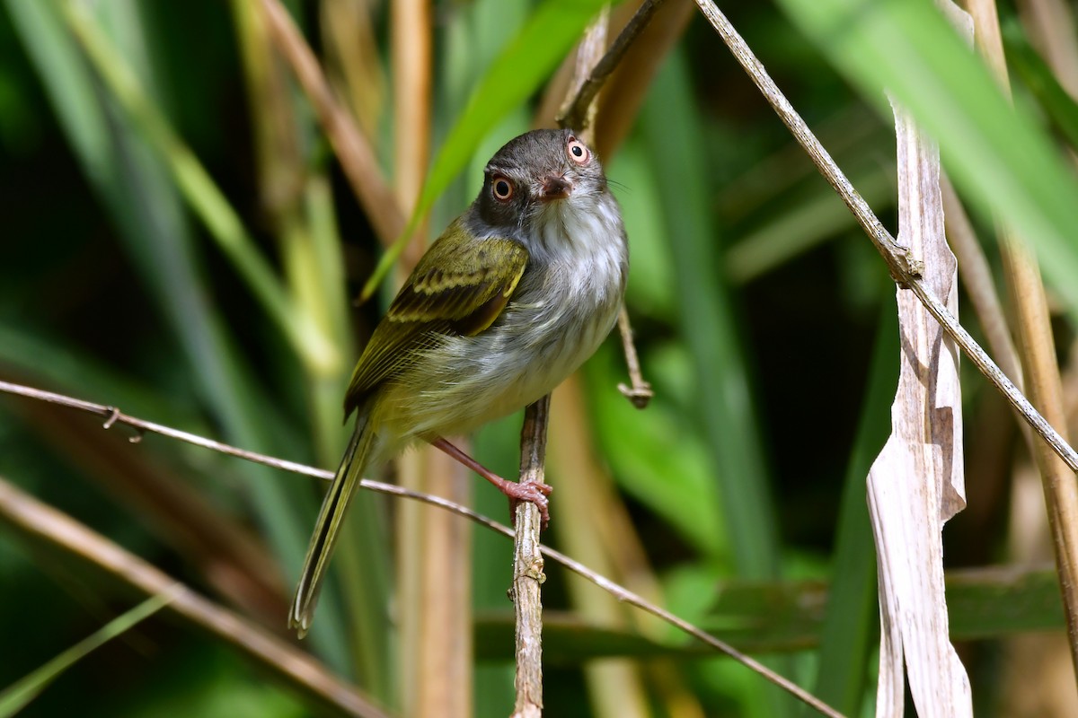Pearly-vented Tody-Tyrant - ML642152233