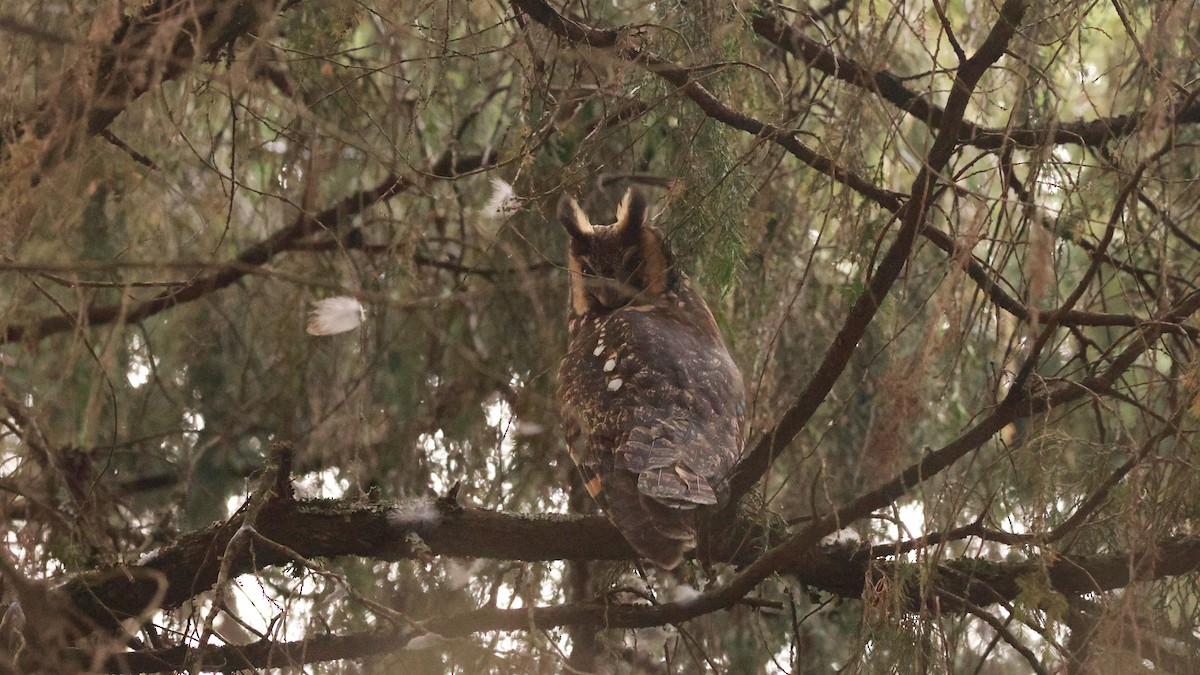 Abyssinian Owl - ML642152237