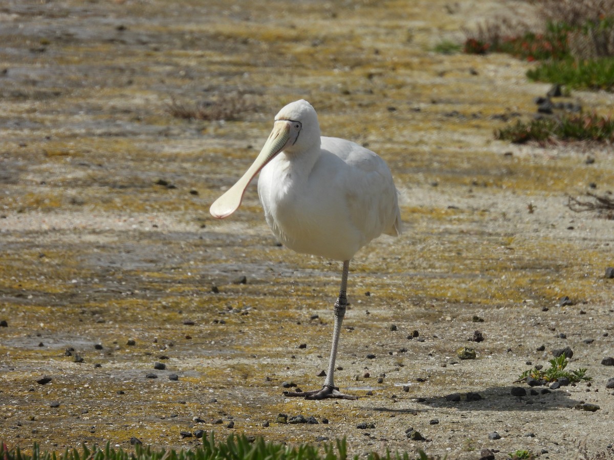 Yellow-billed Spoonbill - ML642152238