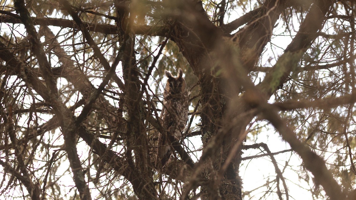 Abyssinian Owl - ML642152241